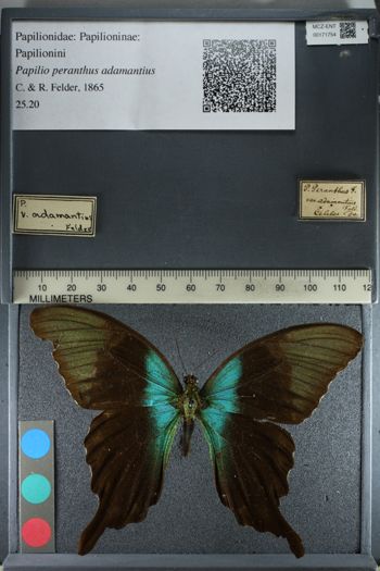 Media type: image;   Entomology 171754